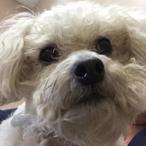 Meet your Posher, Norma